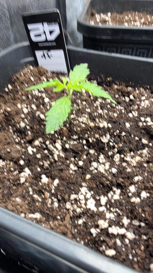 Apple Fritters Auto. Week 1