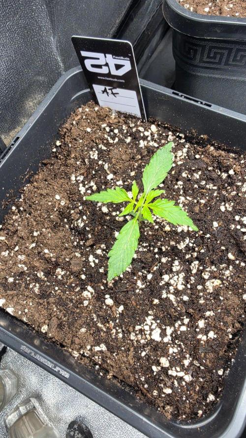 Apple Fritters Auto. Week 1