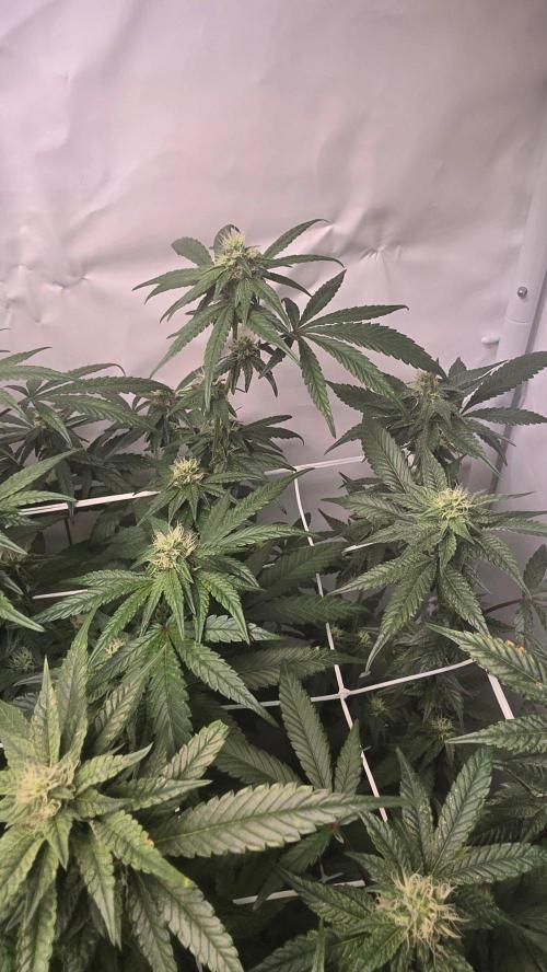 Biscotti Gelato phenohunt. Week 14