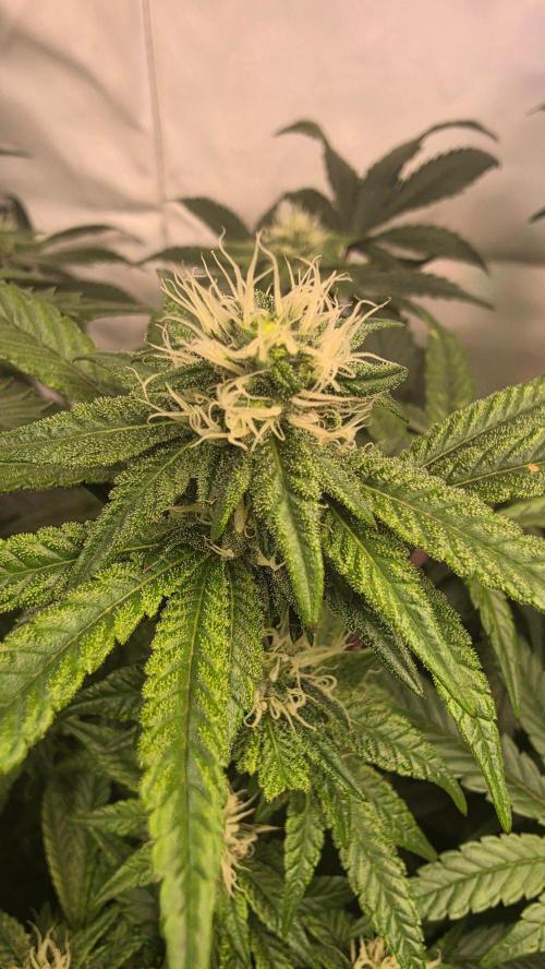 Biscotti Gelato phenohunt. Week 14