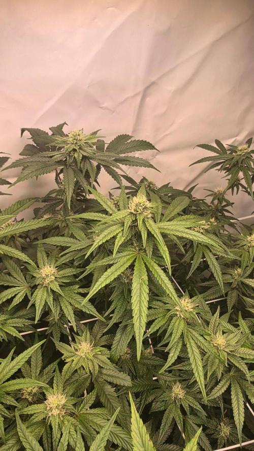 Biscotti Gelato phenohunt. Week 14