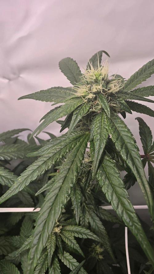 Biscotti Gelato phenohunt. Week 14