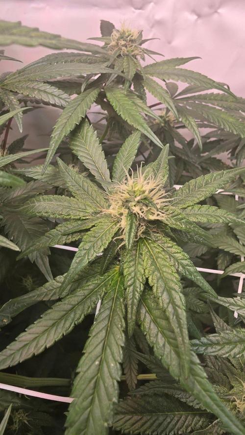 Biscotti Gelato phenohunt. Week 14
