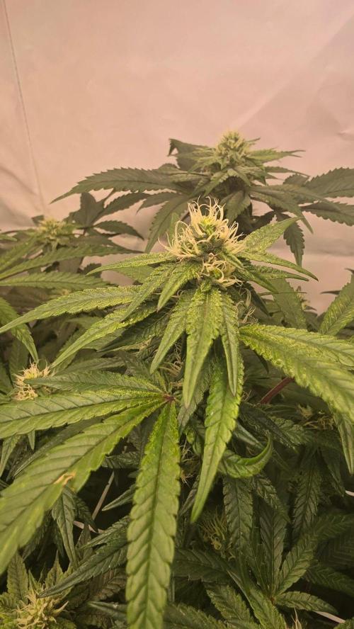 Biscotti Gelato phenohunt. Week 14
