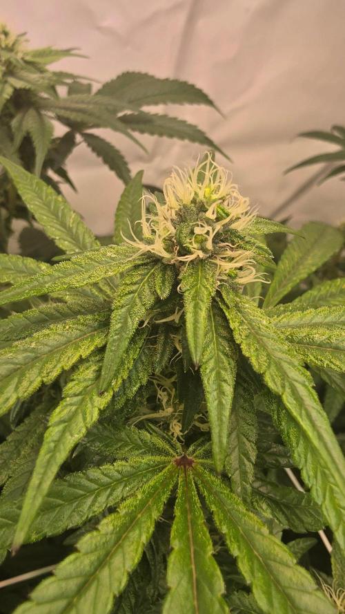 Biscotti Gelato phenohunt. Week 14