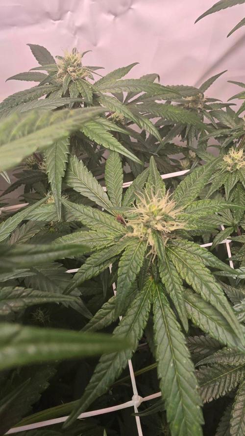 Biscotti Gelato phenohunt. Week 14