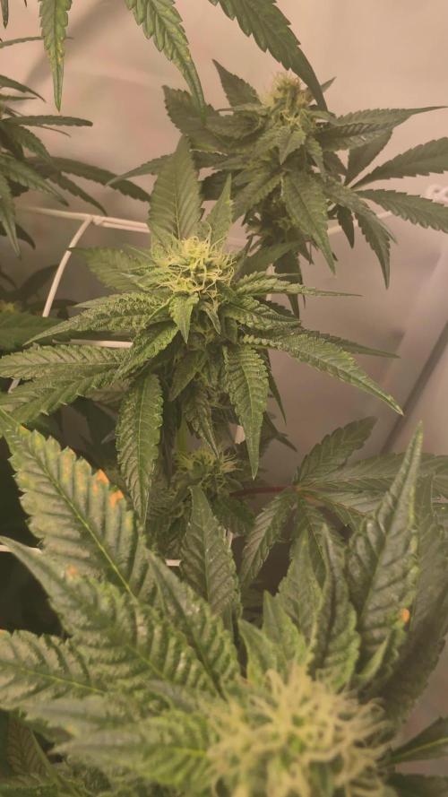 Biscotti Gelato phenohunt