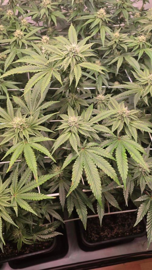 Z42 phenohunt. Week 14