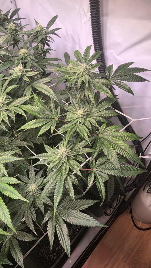 Z42 phenohunt. Week 14