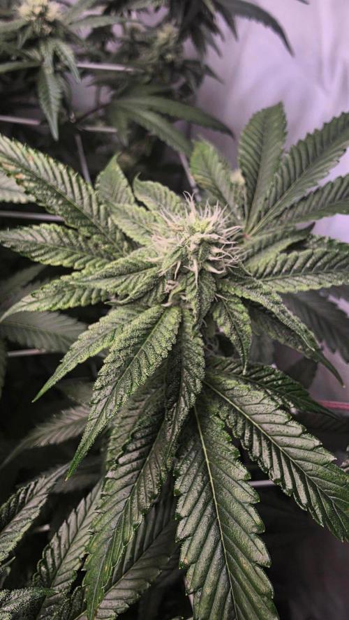 Z42 phenohunt. Week 14