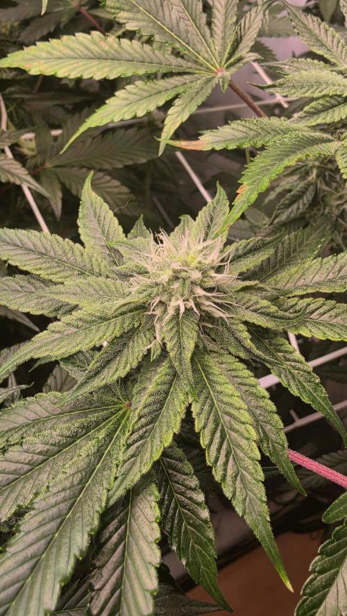 Z42 phenohunt. Week 14