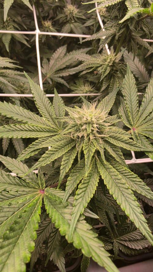 Z42 phenohunt. Week 14