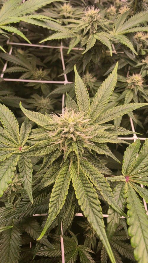 Z42 phenohunt. Week 14