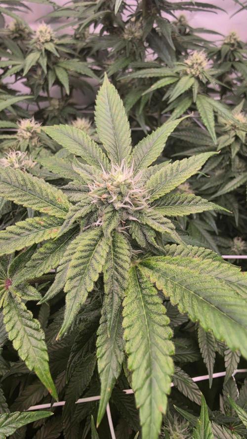 Z42 phenohunt. Week 14