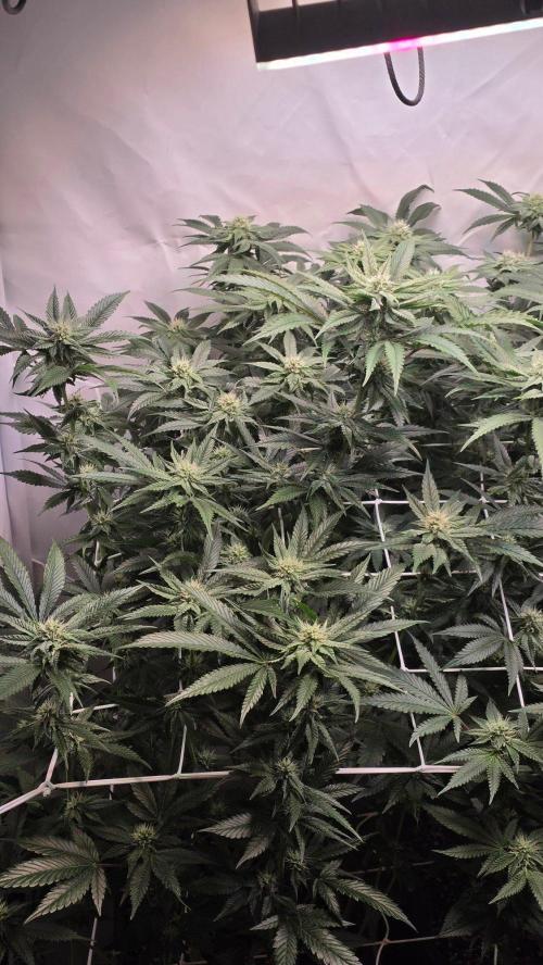 Papayton phenohunt. Week 14