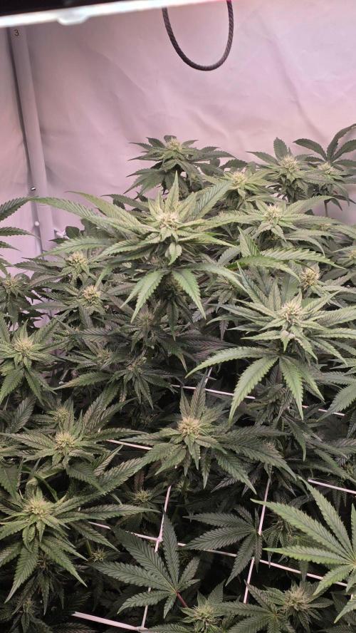 Papayton phenohunt. Week 14