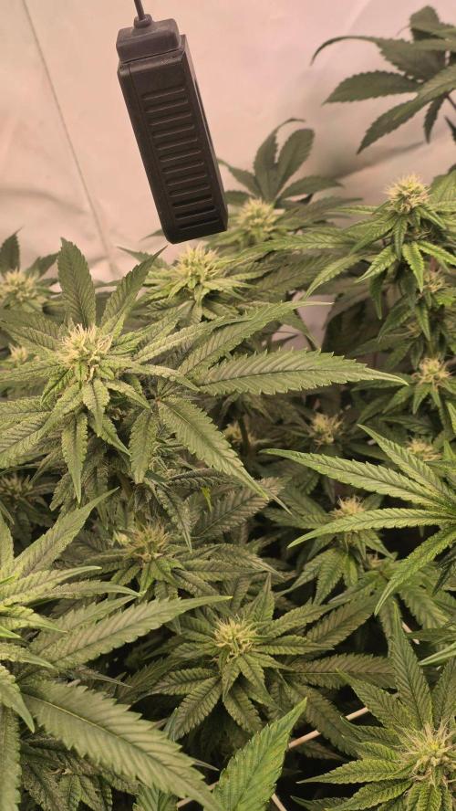 Papayton phenohunt. Week 14