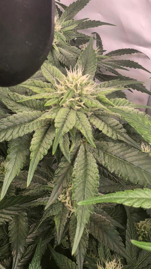 Papayton phenohunt. Week 14