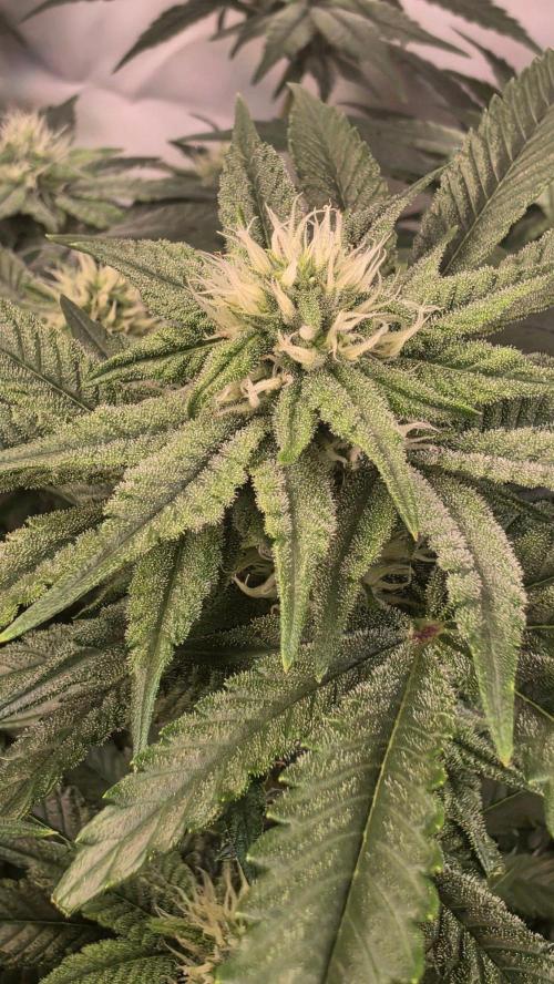Papayton phenohunt. Week 14