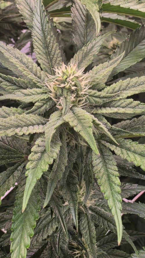 Papayton phenohunt. Week 14