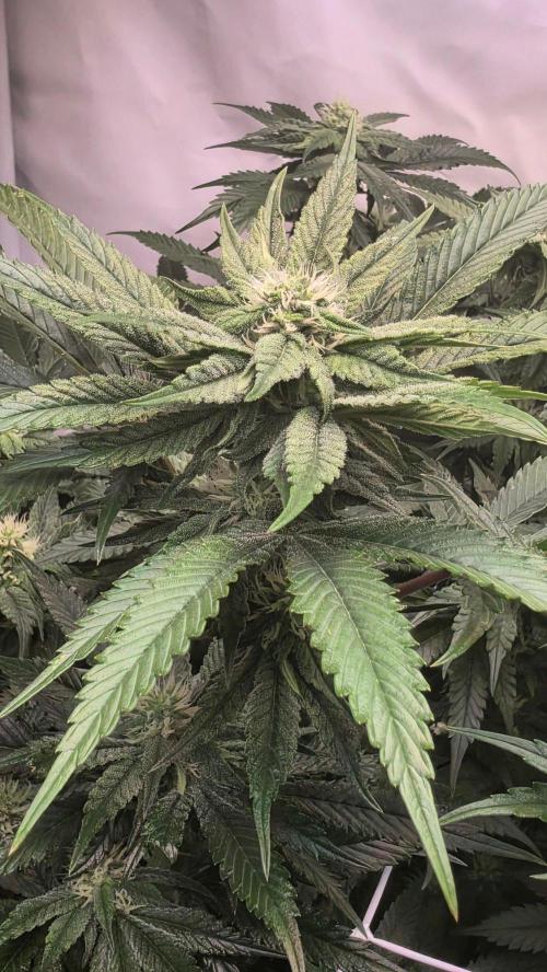 Papayton phenohunt. Week 14