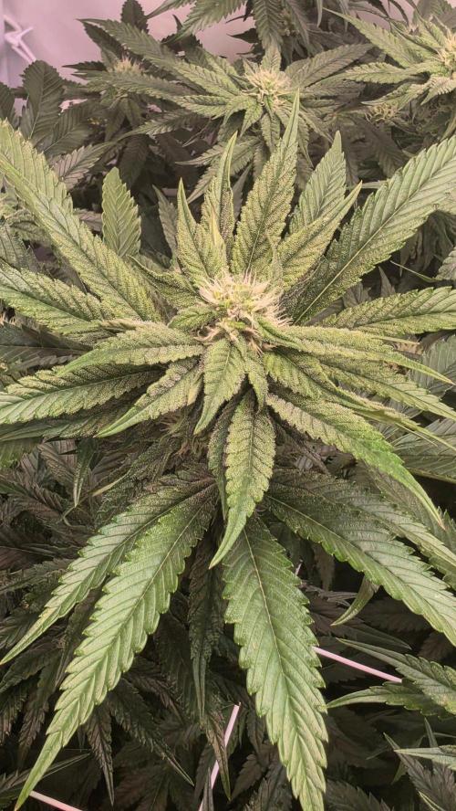 Papayton phenohunt. Week 14