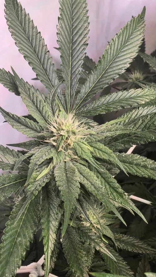 Papayton phenohunt. Week 14