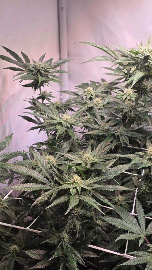 Papayton phenohunt. Week 14