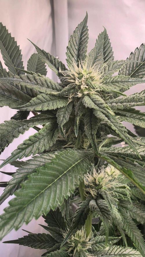 Papayton phenohunt. Week 14