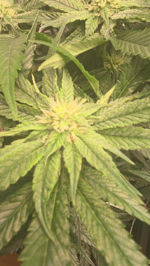 Papayton phenohunt