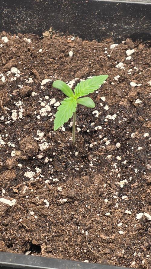 Cherry Cola Auto RF3. Week 0