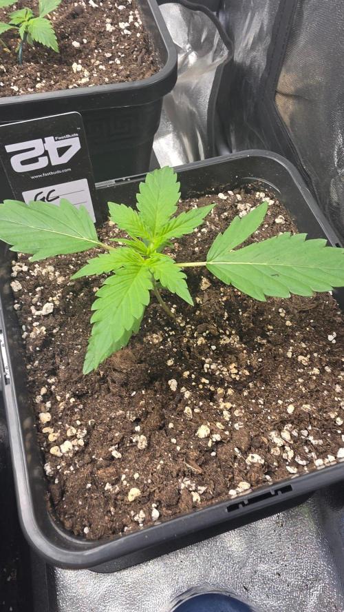 Gorilla Cookies Auto. Week 1