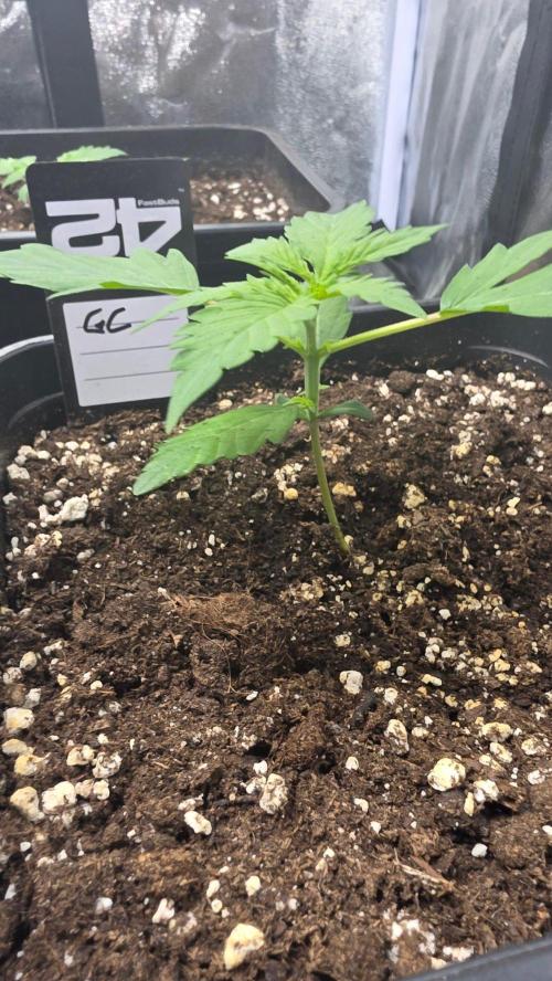 Gorilla Cookies Auto. Week 1