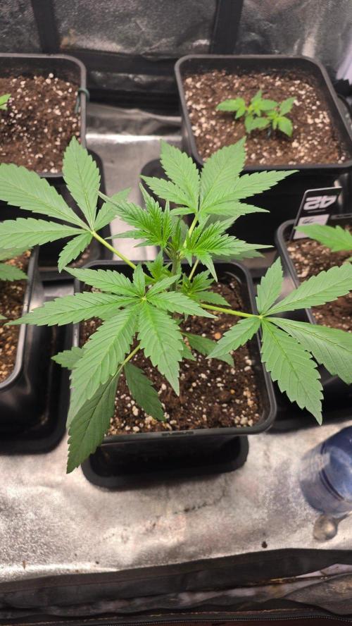 Strawberry Gorilla Auto RF3. Week 2