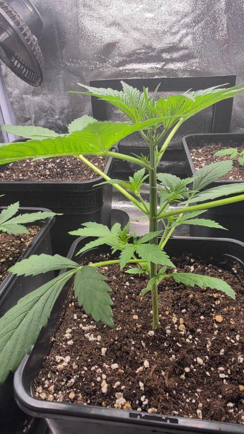 Strawberry Gorilla Auto RF3. Week 2