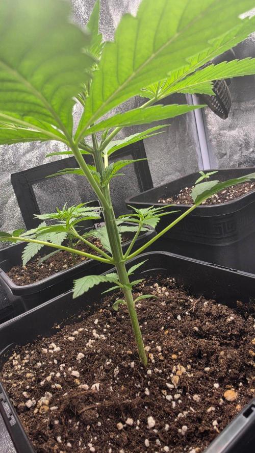 Strawberry Gorilla Auto RF3. Week 2