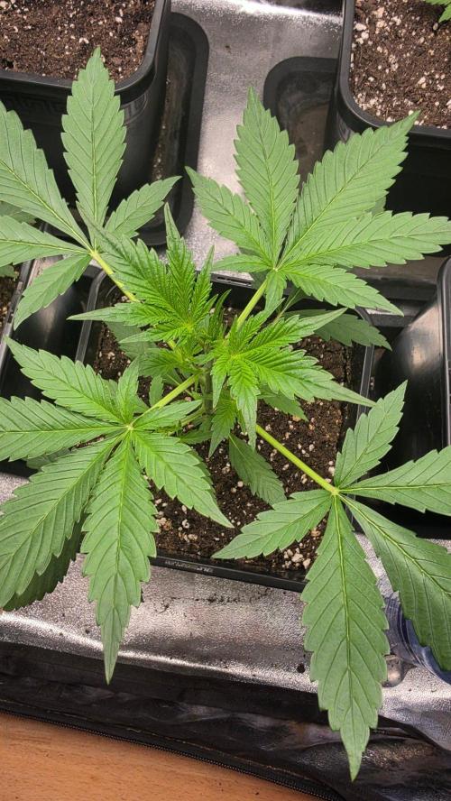 Strawberry Gorilla Auto RF3. Week 2