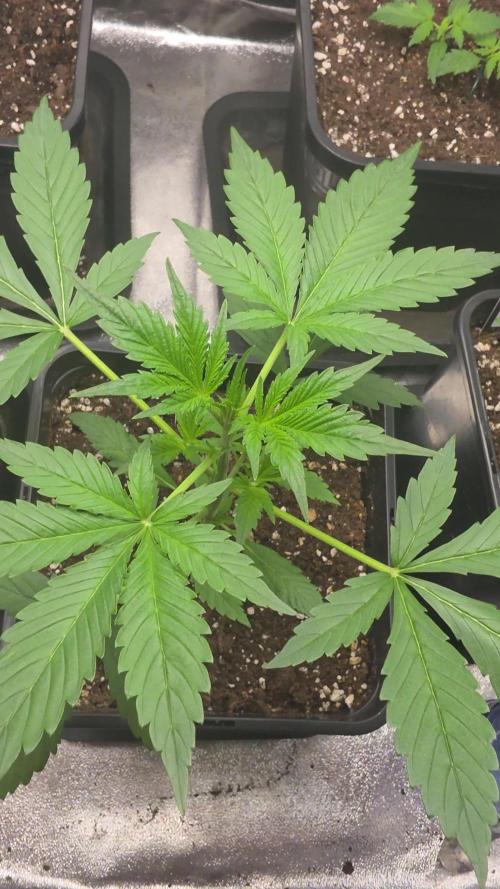 Strawberry Gorilla Auto RF3