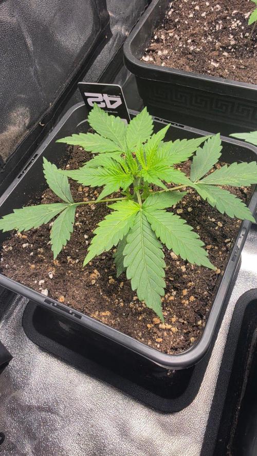 Apple Fritters Auto. Week 2