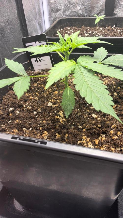 Apple Fritters Auto. Week 2