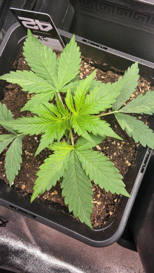 Apple Fritters Auto. Week 2