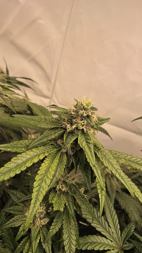 Biscotti Gelato. Week 15