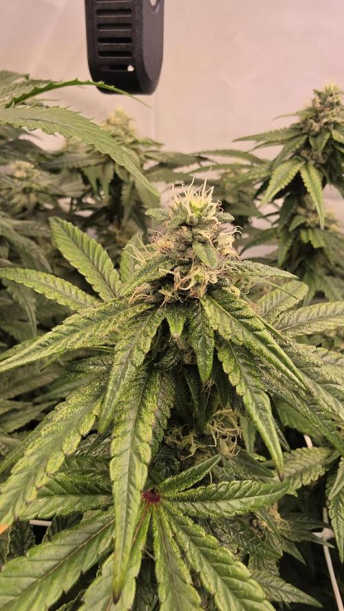 Biscotti Gelato. Week 15