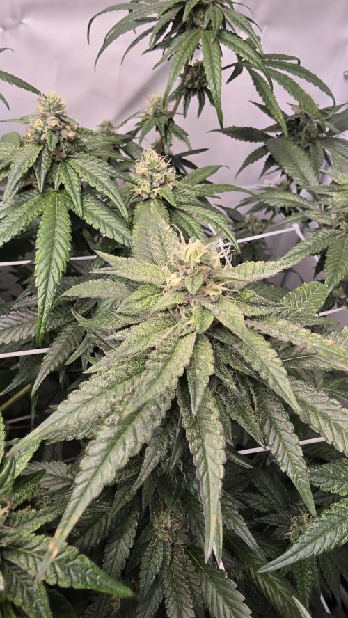 Biscotti Gelato. Week 15