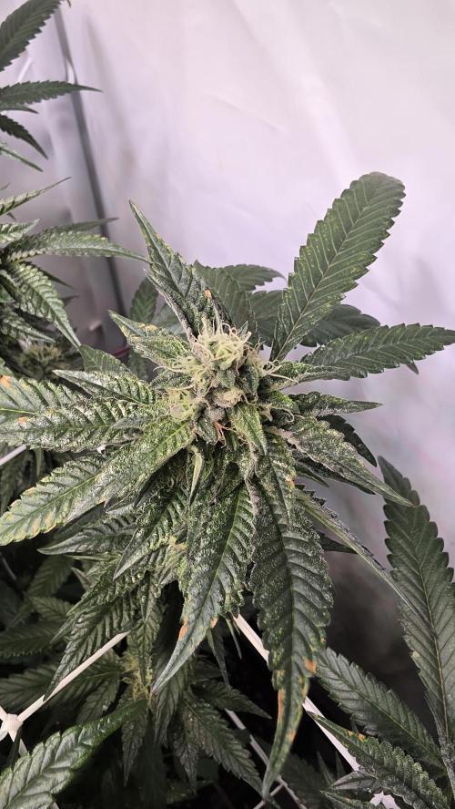 Biscotti Gelato. Week 15