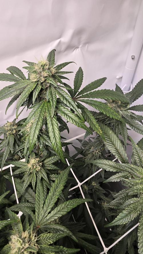 Biscotti Gelato. Week 15