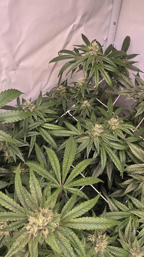 Biscotti Gelato. Week 15