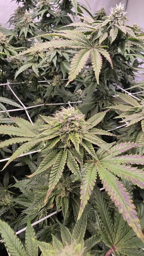 Z42. Week 15