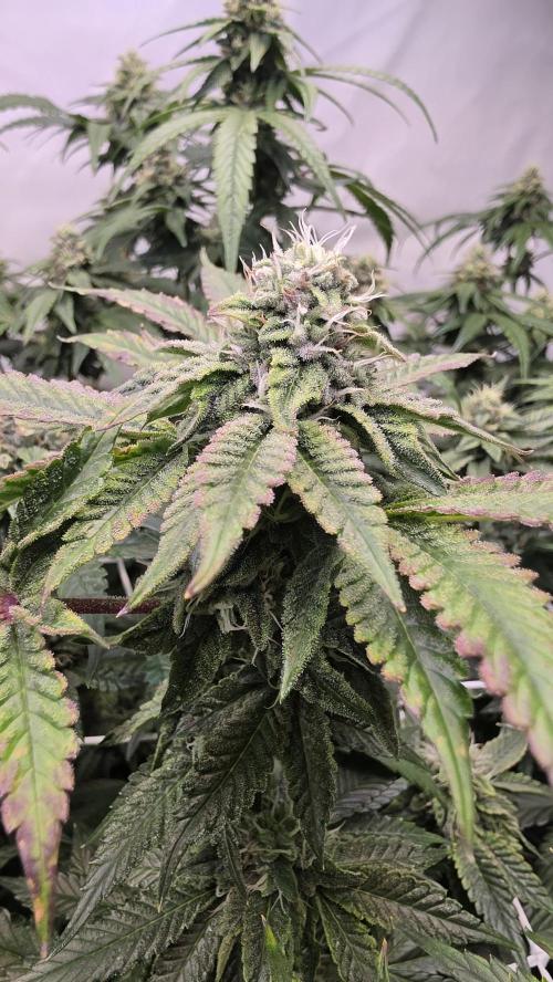 Z42. Week 15