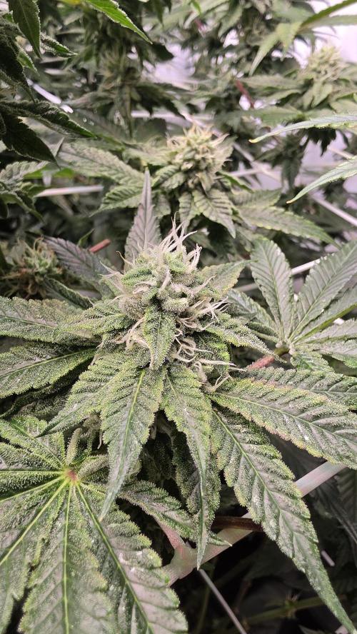 Z42. Week 15